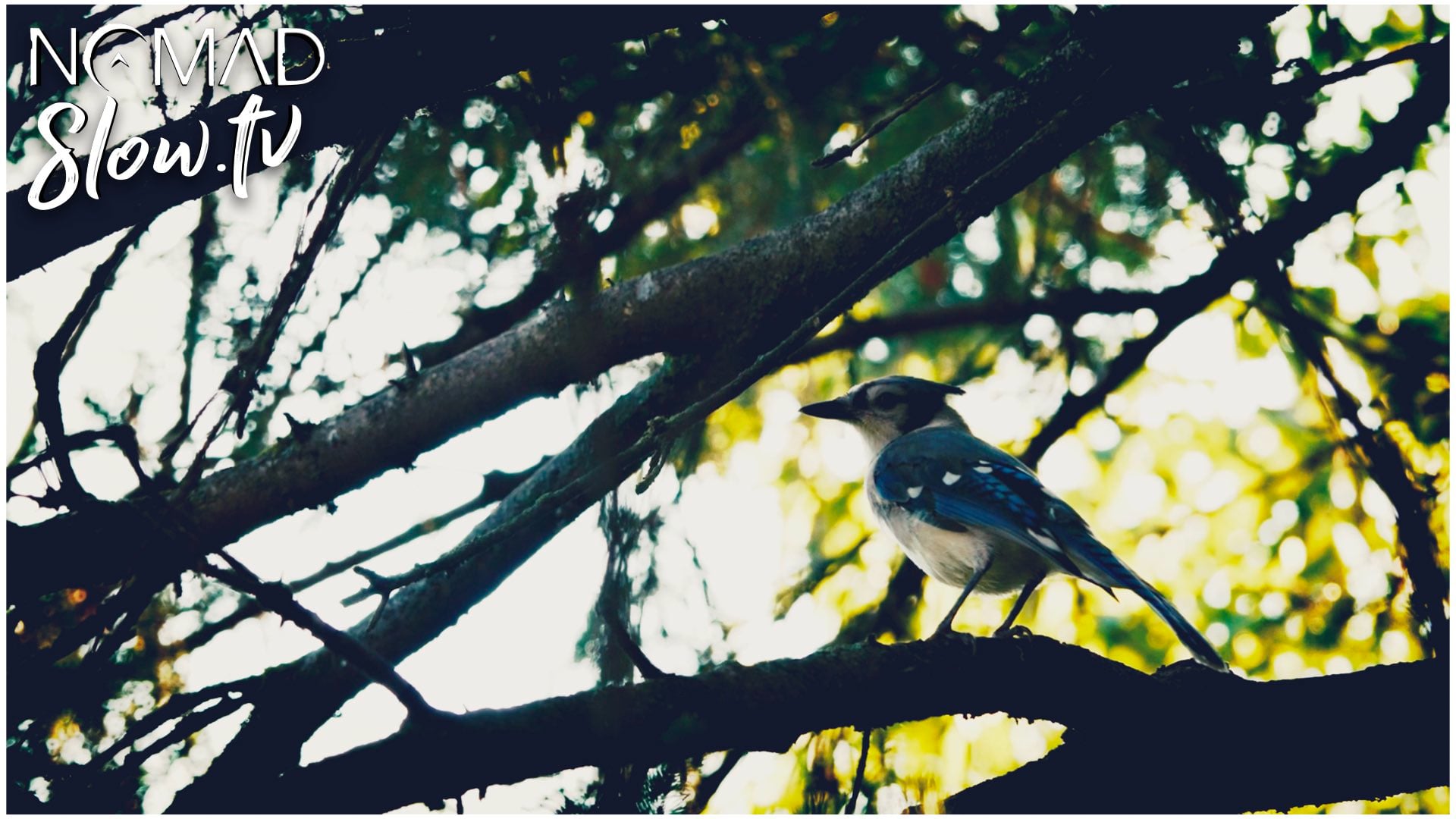 Darkening Of The Light - 07 - Pools of Light