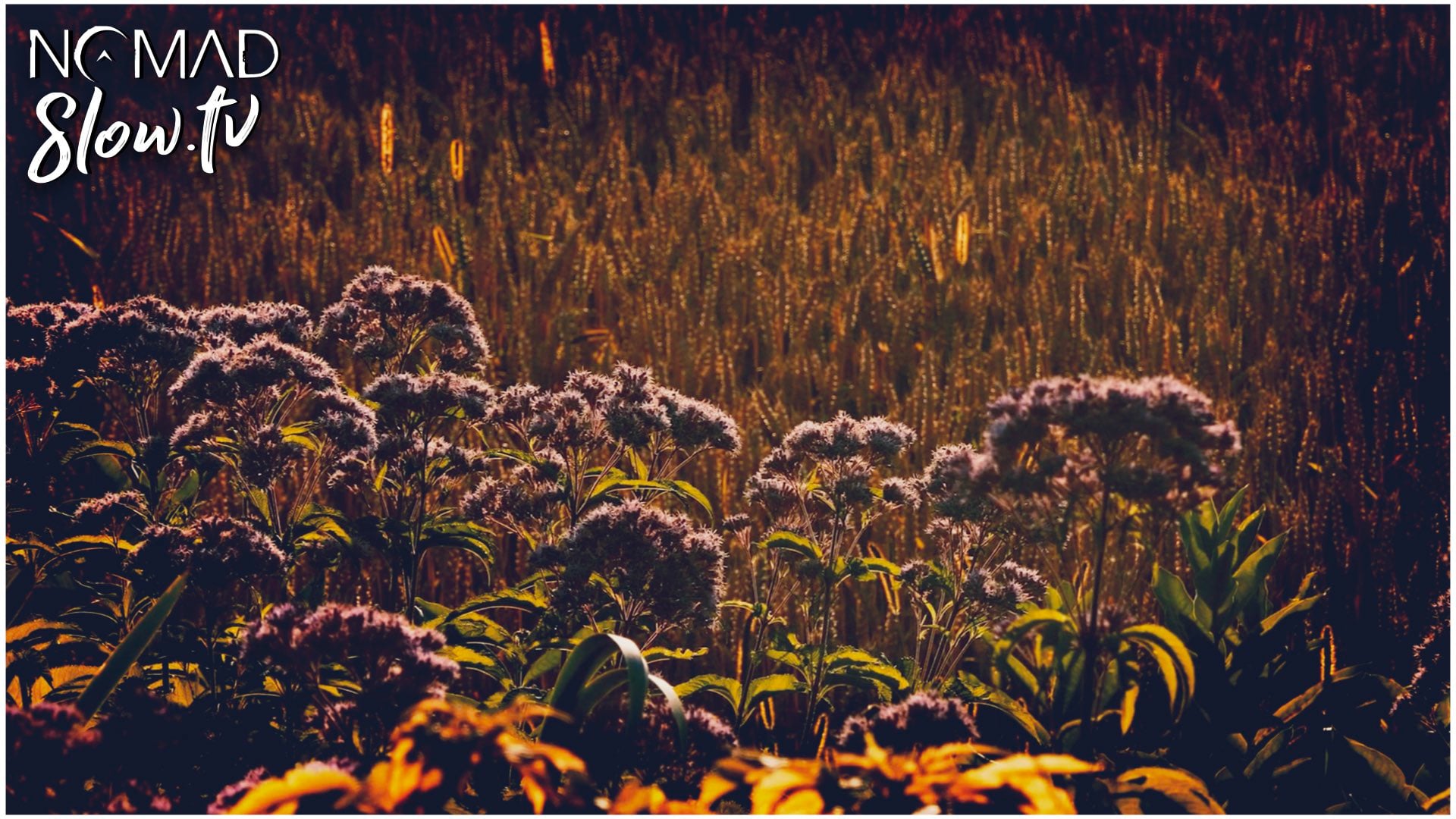 Music Pink & Blue - 06 - Pools of Light