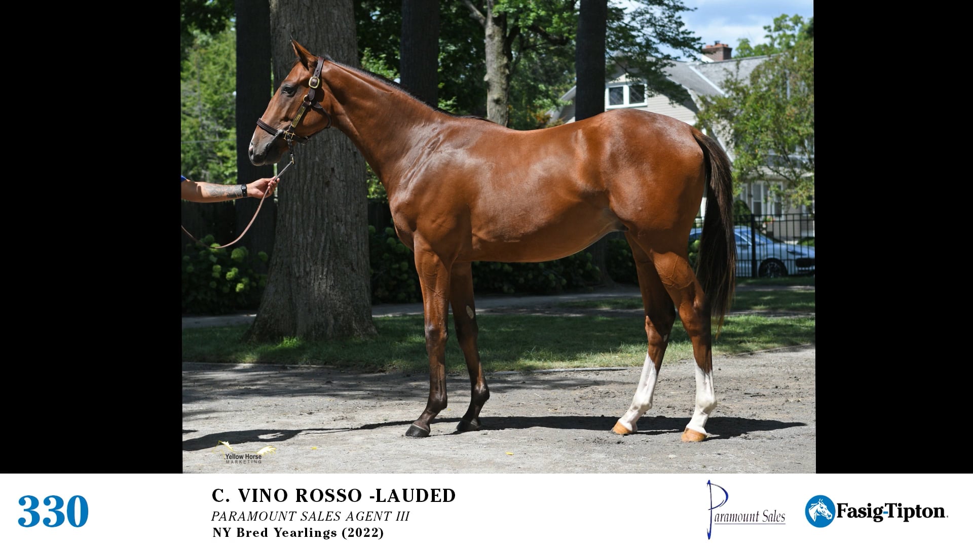 2022 FasigTipton Saratoga NYBred Yearling Sale Hip 330 Vino Rosso x