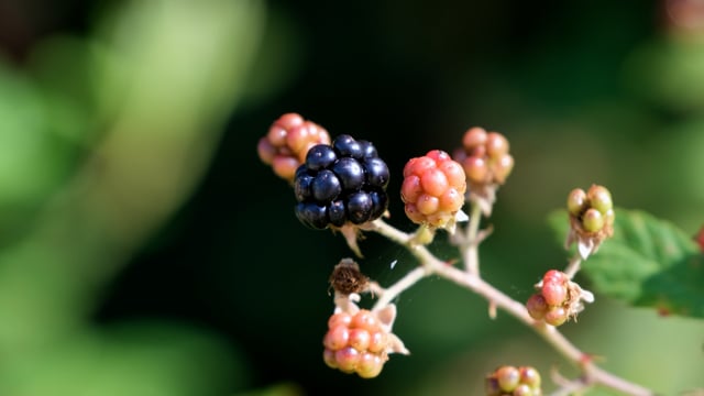 Berry season.bright pink bucket with berries of strawberries on the green  grass. Shot on helios. 26715910 Stock Photo at Vecteezy