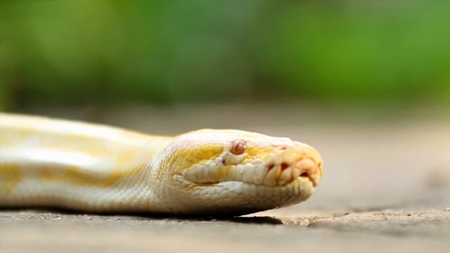 Snake Reptile Python - Free video on Pixabay