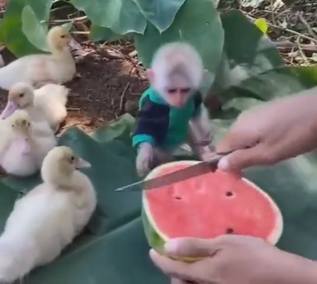 수박 먹는 오리와 아기원숭이