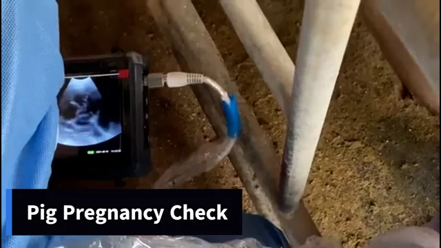 Scanner à ultrasons Portable pour Grossesse vétérinaire, Scanner Portable,  Machine numérique vétérinaire, Vaches, Chevaux et ânes, sonde rectale 6,5