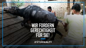 Recherche: Schwere Misshandlung von Büffeln in Indien aufgedeckt �