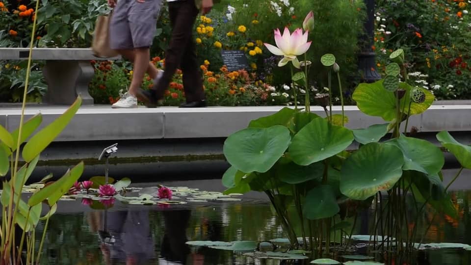 Lily Pool Terrace on Vimeo