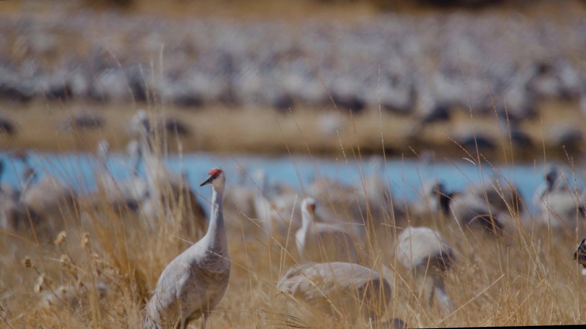 Sandhill Crane Footage - March 2022