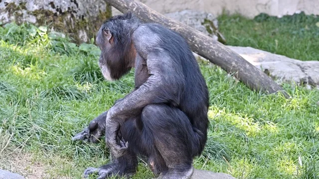 Chimpanzé Macaco Mamífero Jardim - Foto gratuita no Pixabay - Pixabay