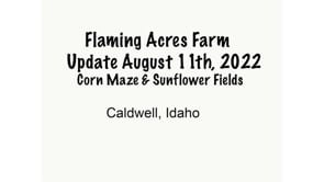 Aerial View of the Corn Maze...WOW!