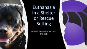 Ever Wondered Why Shelters have to Euthanize?