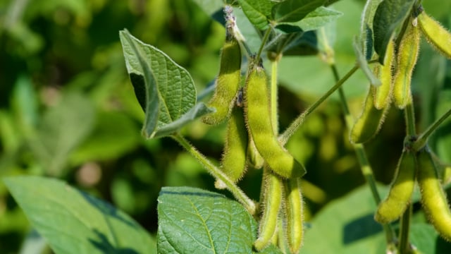 String Beans Videos: Download 124+ Free 4K & HD Stock Footage Clips ...