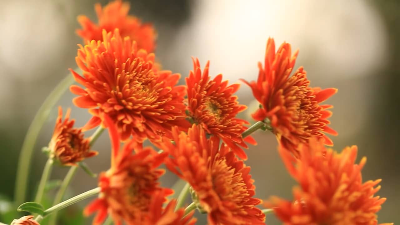 Flower .mp4 on Vimeo