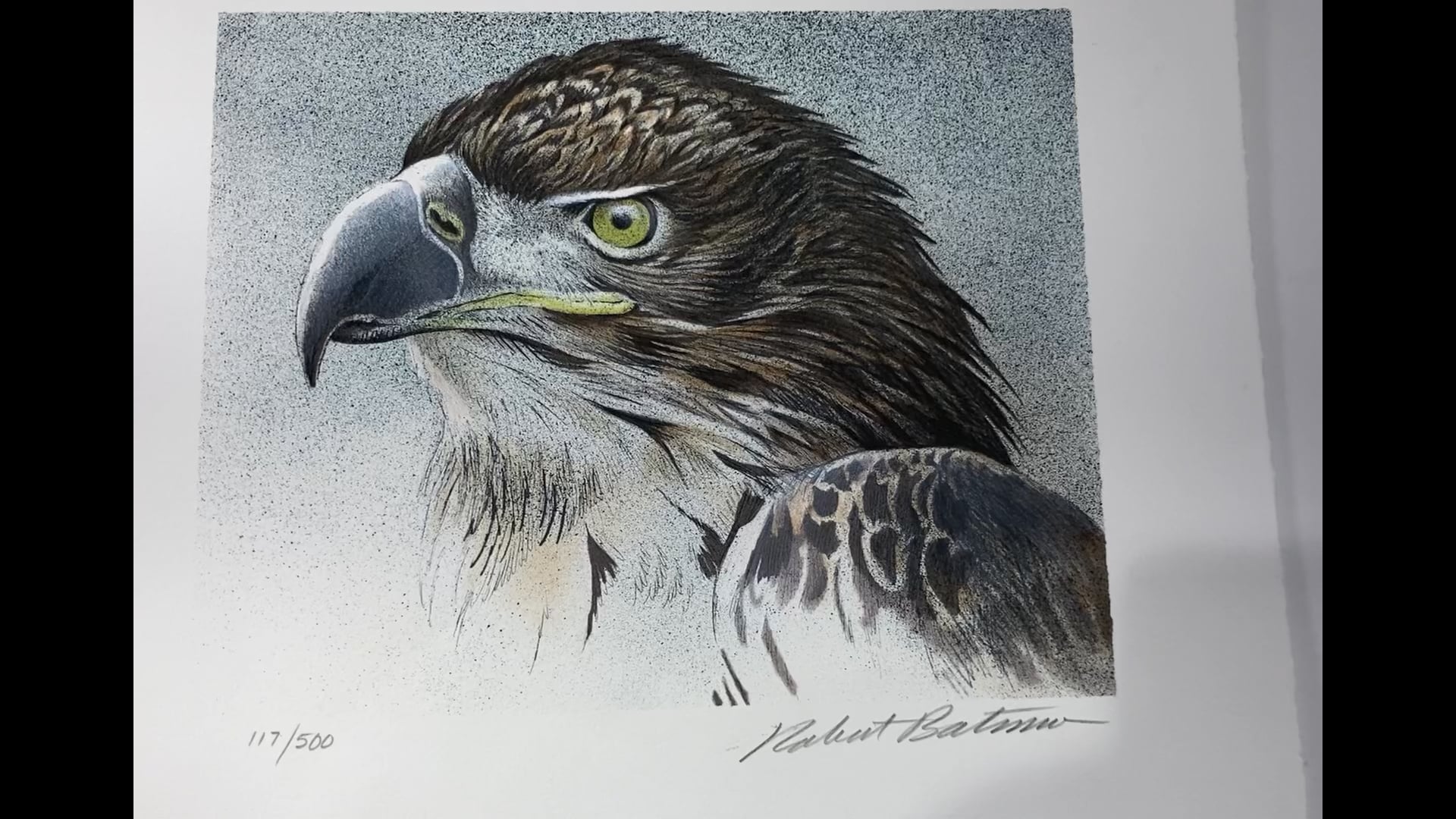 Busto di aquila Litografia originale firmata in edizione limitata di Robert  Bateman, image size:1920x1080