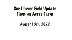 08-13-2022 Sunflower Field Update