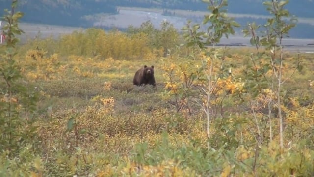 Jason's Grizzly Bear Hunt in Alaska