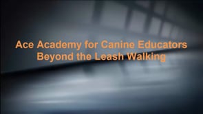 Is Your Dog Too Excited on Leash Walks?