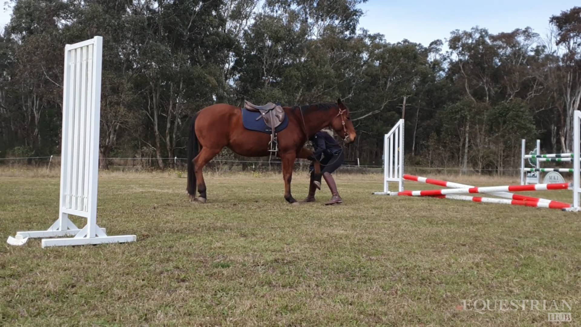 Introducing a horse to jumping.mp4 on Vimeo
