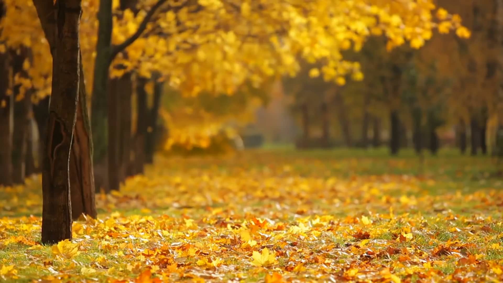 Fall.mp4 on Vimeo