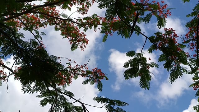 Tree, Flower, Phoenix. Free Stock Video - Pixabay