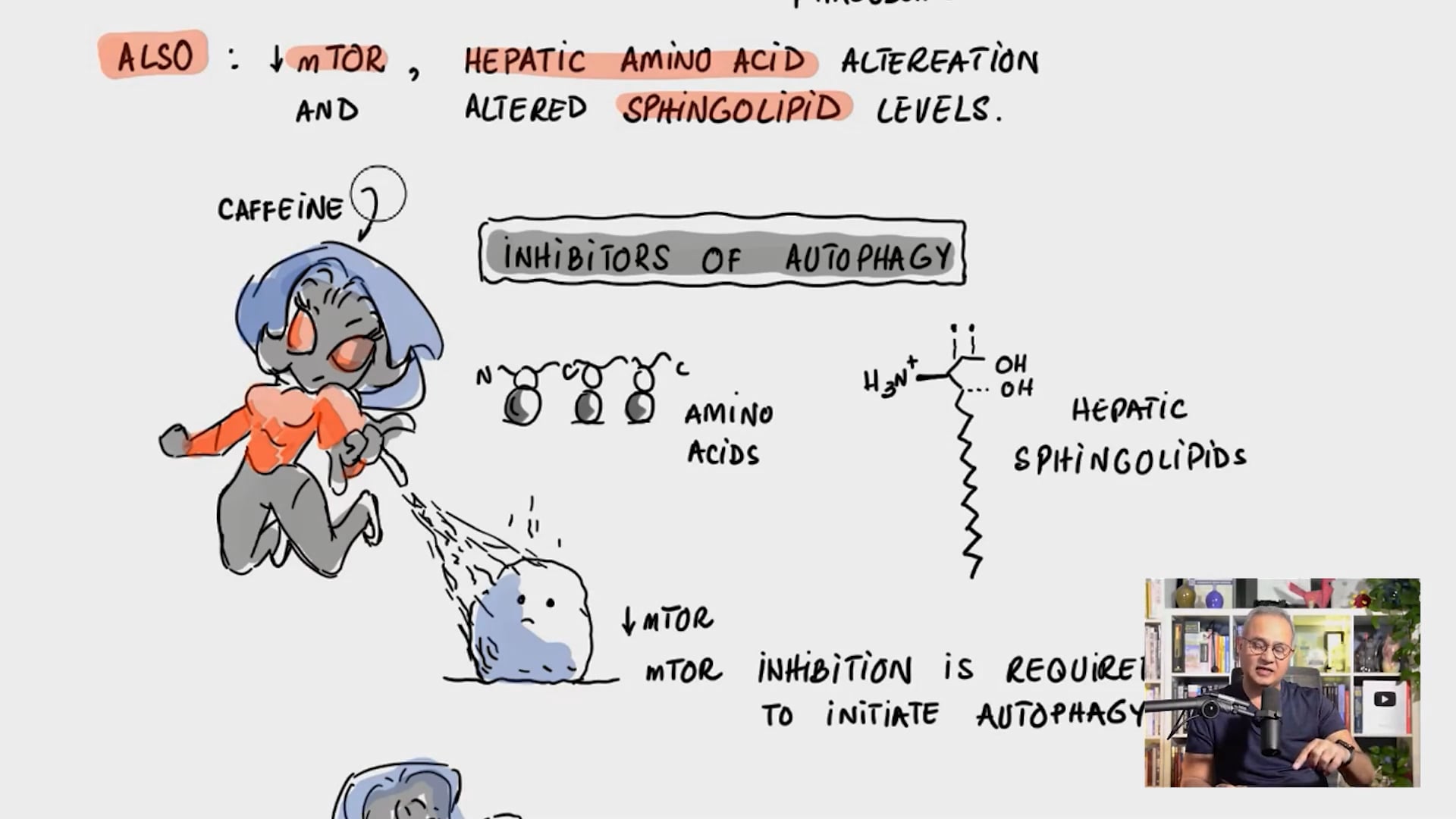 Caffeine and Autophagy To Reduce Fats in Liver