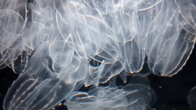 70以上の無料jellyfish クラゲ動画 Hd 4kクリップ Pixabay