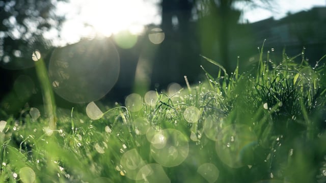 Grass, Garden, Plants. Free Stock Video - Pixabay