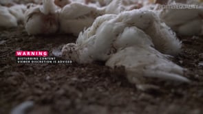 Animal Equality Investigation of Italian Chicken Factory Farms and Veterinary Analysis
