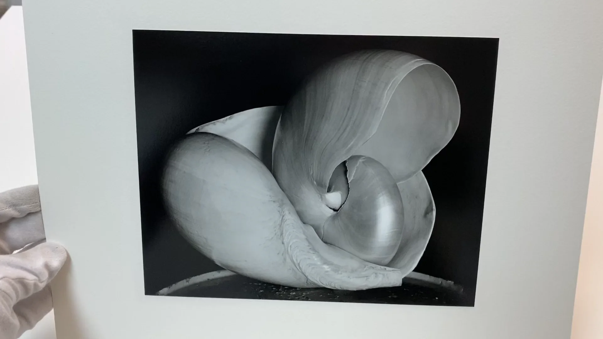 Edward Weston: 1886-1958: Weston, Edward, Pitts, Terrence