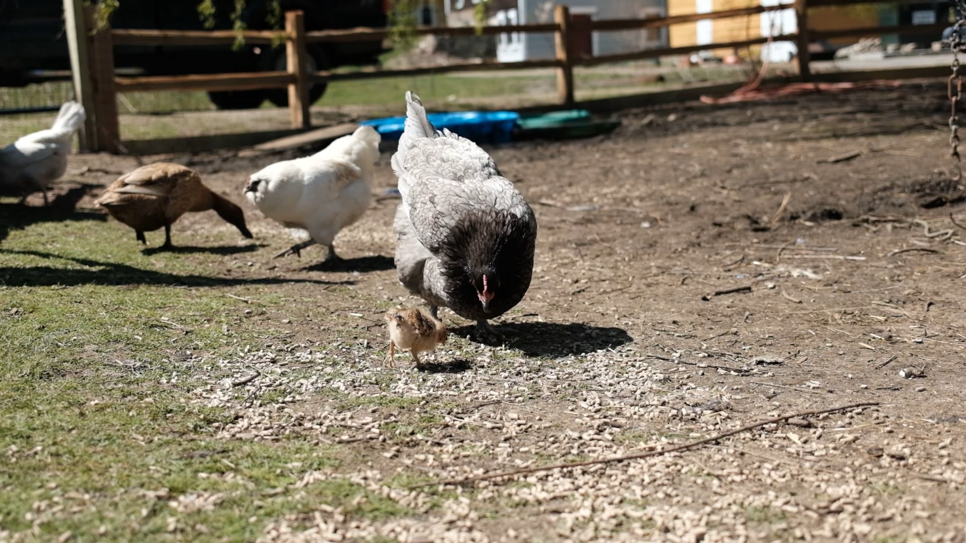 FARM