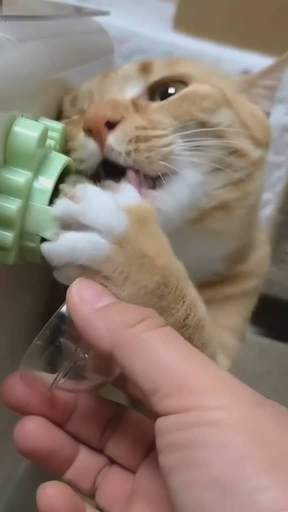 Catnip Treat on Vimeo