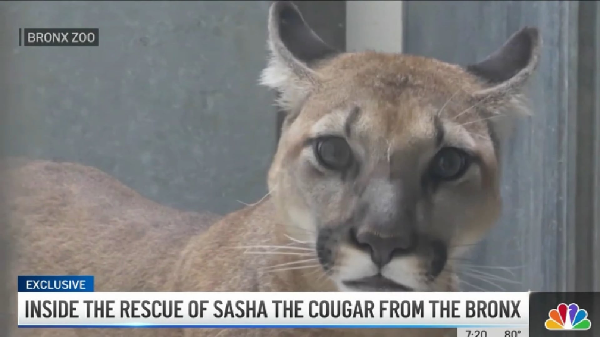 News 4 New York at 7: Exclusive - Sasha's Saga