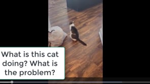 What is this Mystery Disease in This CAT?