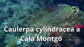 L' alga invasora Caulerpa cylindracea arriba a  Cala Montgó