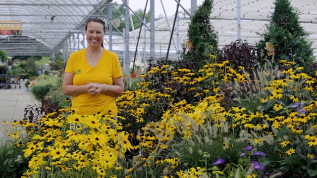 Rudbeckia Spotlight | Grow Black Eyed Susan for Pollinators, Deer Resistance & Cut Flowers
