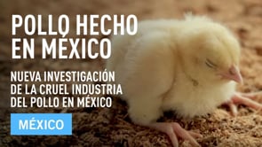 Pollo Hecho en México | Una investigación de Igualdad Animal