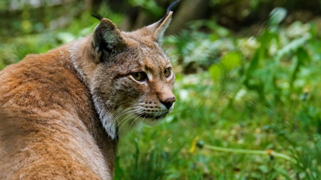 10+ Free Lynx & Animal Videos, HD & 4K Clips - Pixabay 10+ Free Lynx & Animal Videos, HD & 4K Clips - Pixabay