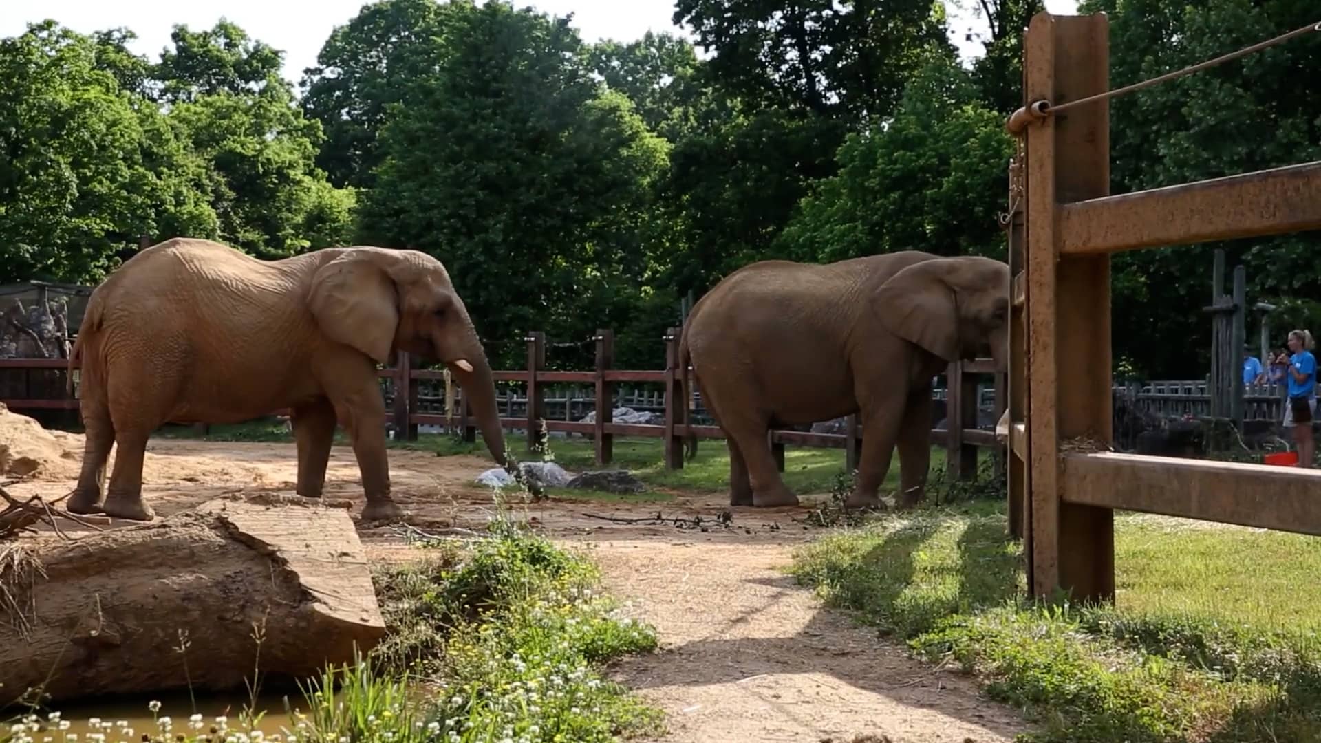 Tonka and Edie Elephants Zoo Knoxville on Vimeo