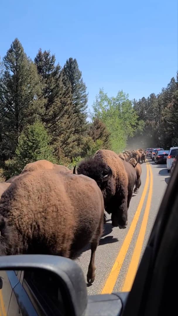 Buffalo Stampede on Vimeo