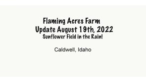 Flaming Acres Sunflower Field in the Rain