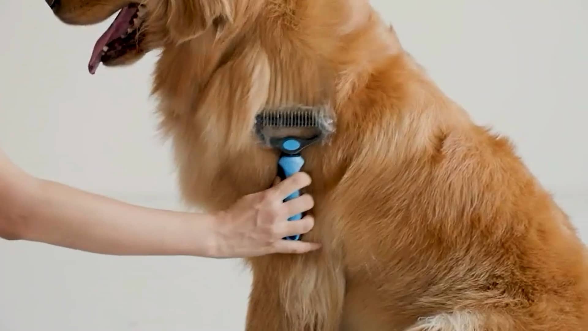 Pet Brush Demo on Vimeo