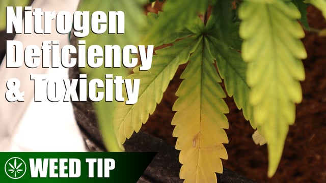 Nitrogen Issues in Cannabis