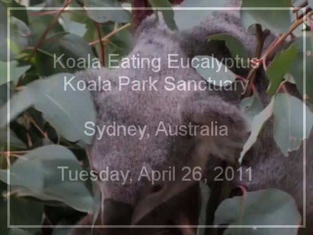 Koala Eating Eucalyptus