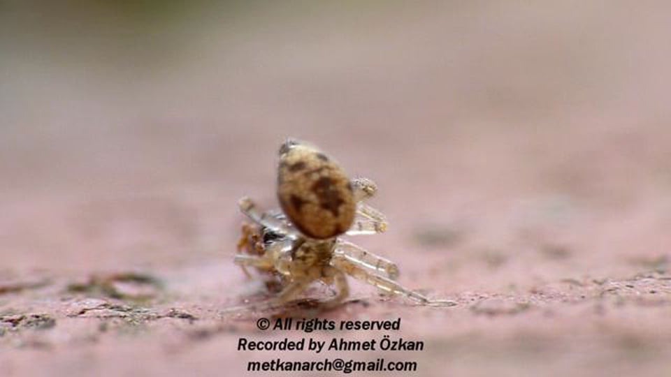 Spider attack