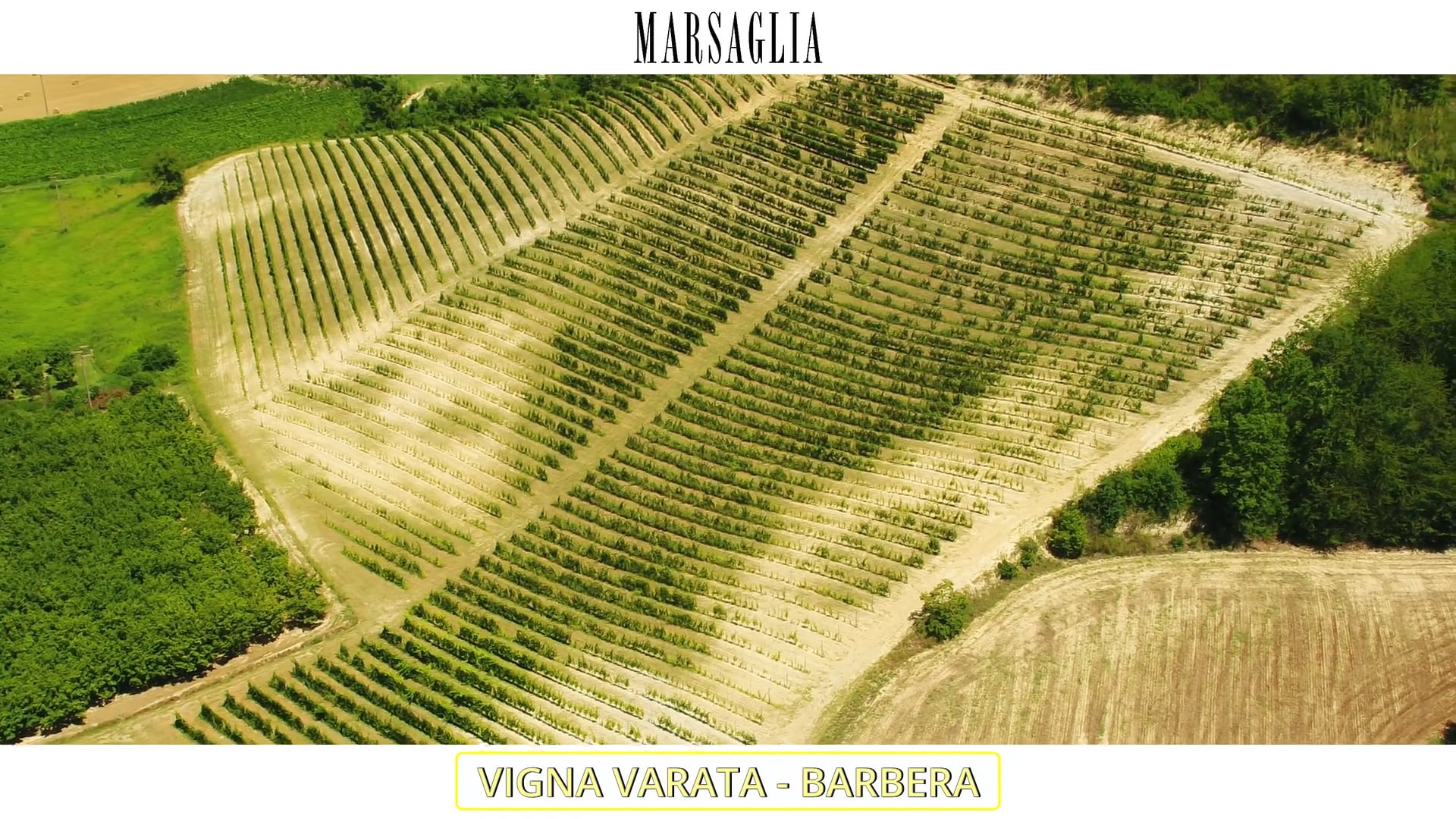 Vigna "Varata" | Vitigno Barbera