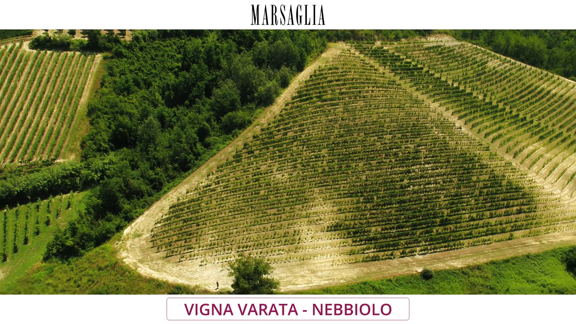 Vigna "Varata" | Vitigno Nebbiolo