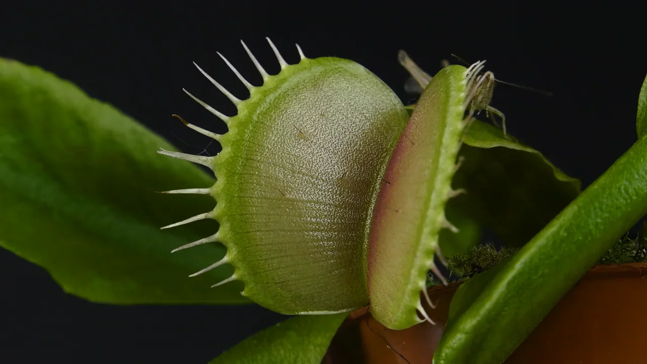 Venus fly trap deals video