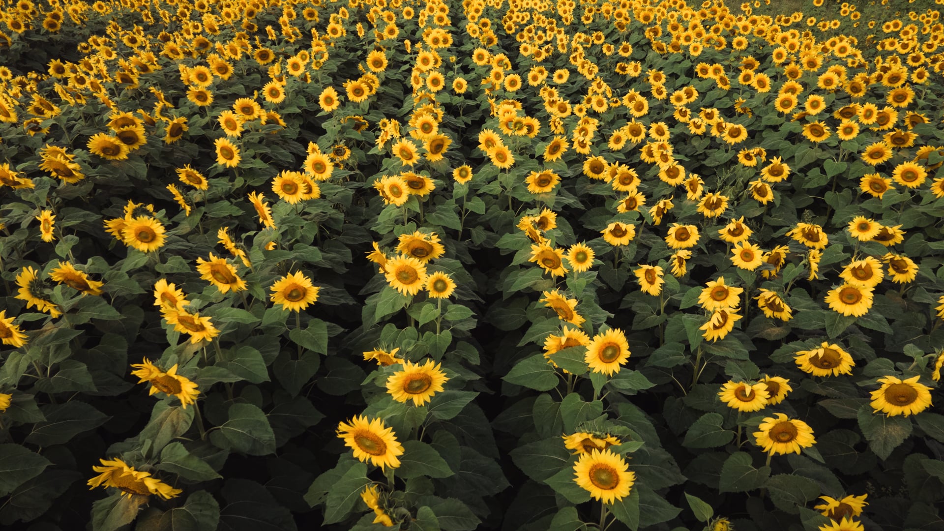 Champ de tournesols Saint-Gilles Août 2022
