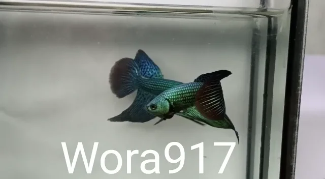 Betta Fish for Sale | Plakat Bettas | Fighting Fish | HMPK Betta Fish for Sale | Plakat Bettas | Fighting Fish | HMPK