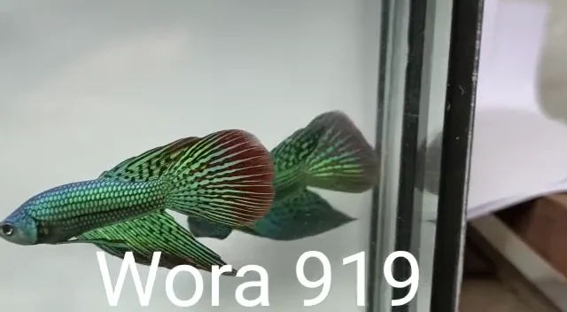Betta Fish for Sale | Plakat Bettas | Fighting Fish | HMPK Betta Fish for Sale | Plakat Bettas | Fighting Fish | HMPK