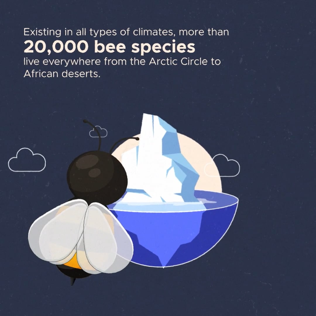 Bee Day on Vimeo