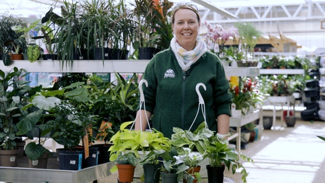 PETITTI Pothos Spotlight | How to Grow, Propagate, and Care For Pothos